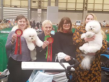 Crufts: Ulkomaalaisten koirien määrä laski 12 prosentilla