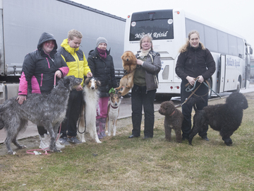 Crufts – maailman suurin koiranäyttely