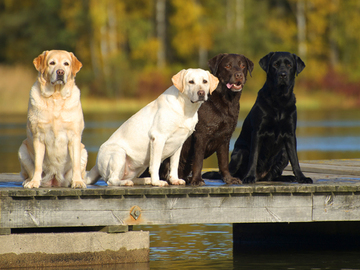 Ruskeiden labradorinnoutajien elinikä jää lyhemmäksi