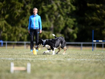 Bordercollie voitti, mutta labradorinnoutaja nousi hopealle