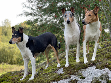 Sileäkarvainen collie on mutkaton perhekoira