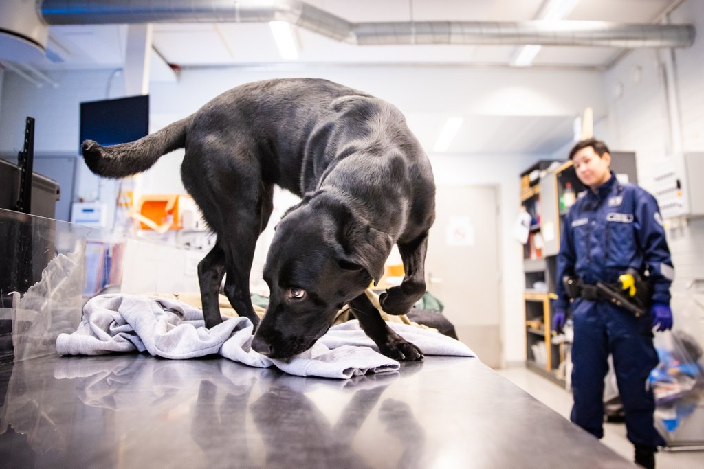 Vankilakoirilla on tärkeä rooli vankilassa tapahtuvan rikollisuuden paljastamisessa sekä vankiloiden päihdetyössä. Vuoden vankilakoira Kira ehkäisee omalla työllään päihteiden päätymistä vankilaan.