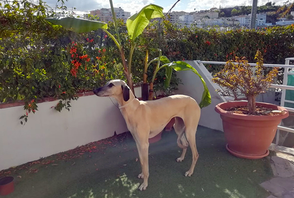 Sari Kuoppalan sloughi Aisha nauttii auringosta Espanjassa. Emäntä sen sijaan ihmettelee maan suhtautumista koiriin ja eläimiin ylipäänsä.
