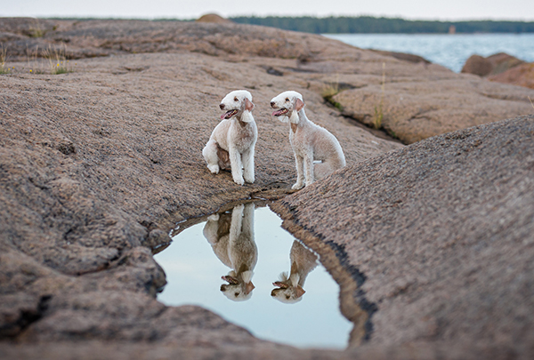 Bedlingtoninterrierin luonteesta löytyy napakkuutta sekä pehmeyttä. Harrastajien mukaan yhdistelmä vaatii lempeän mutta johdonmukaisen kasvatuksen. 