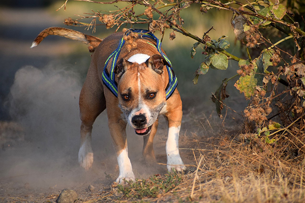 DVL2-geenivirhe on yhdistetty etenkin englannin- ja ranskanbulldoggeihin sekä bostoninterriereihin, mutta sitä tavataan myös useilla bulldoggi- ja pitbull-tyyppisillä roduilla kuten amerikanstaffordshirenterriereillä. 