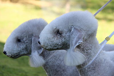 Runsas pääkarvoitus kuuluu bedlingtoninterrierin tunnusmerkkeihin. Turkinhoidossa säännöllisyys on valttia. Kuva Riitta-Maija Liikanen