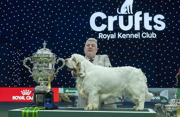 Lee Cox esitti clumberinspanielin nimeltä Vanitonia Soloist BIS-voittoon. ”Bruin” on toinen rotunsa edustaja, joka sai tämän himoitun tittelin. Aiemmin clumberi on voittanut Cruftsin vuonna 1991. 