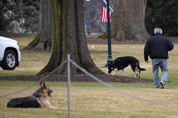 Yhdysvaltain ensimmäiset koirat Champ ja Major nähtiin tammikuussa ulkoilemassa Valkoisen talon nurmella. Nyt koirat on palautettu perheen kotiin nuoremman koiran käytöksen vuoksi. 