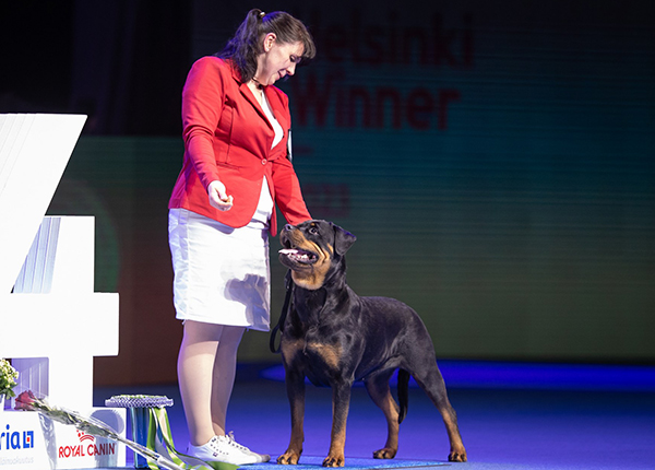 Rottweilernarttu Heizelwood Runo oli Voittaja-näyttelyn kaunein. Kuvassa Runo on lauantain Helsinki Winner -näyttelyn BIS-4.