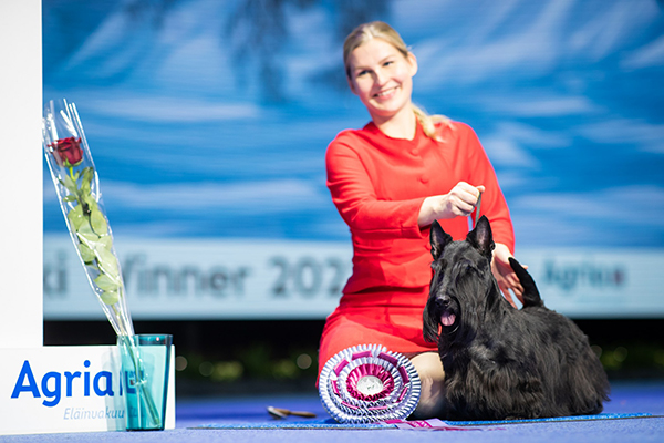 Skotlanninterrieriuros Quaint Theofilo oli Hilde Fredrikssonin kauniisti esittämänä Helsinki Winner -näyttelyn paras. 
