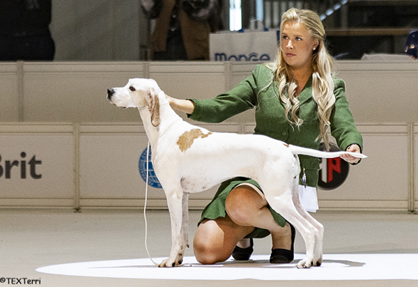 Katariina Lahikaisen pointteri Jetta z Karczewskiej Zagrody voitti oman ryhmänsä veteraanit ja oli lopulta BIS2-veteraani. Koiraa esittää Tilda Rinne. 