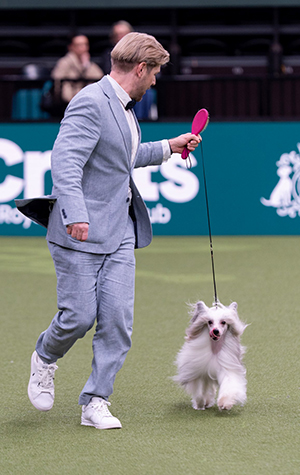 Parhaasta suomalaismenestyksestä vastasi kiinanharjakoira Arte Figure One of Those, joka pääsi ryhmässään kahdeksan parhaan joukkoon kasvattajansa Lassi Alestalon esittämänä. Kuva Royal Kennel Club/BeatMedia