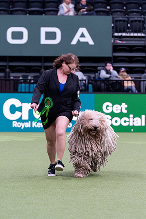 Annemari Kähkösen komondor Almádi Hársasuti Talpas oli rotunsa paras torstaina. Kuva Royal Kennel Club/BeatMedia