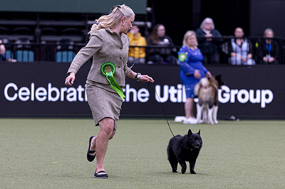 Tilda Rinne esitti osaomistamaansa rotunsa parasta schipperkeä Fandal's Kap d'Amour Utility-ryhmässä. Kuva Royal Kennel Club/BeatMedia