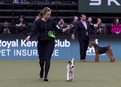 Nora Vilvan parsonrussellinterrieri Junior Top Russell oli rotunsa paras. Kuva Royal Kennel Club/BeatMedia