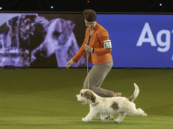 Hound-ryhmän voitti petit basset griffon vendeen Soletrader Magic Mike. Kuvat: Paula Heikkinen-Lehkonen