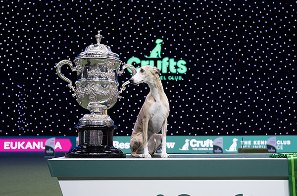 Viime vuonna Cruftsin Best in Show oli italialainen whippet “Miuccia”, Una Donna Che Conta, jonka omistaa Giovanni Liguori. 