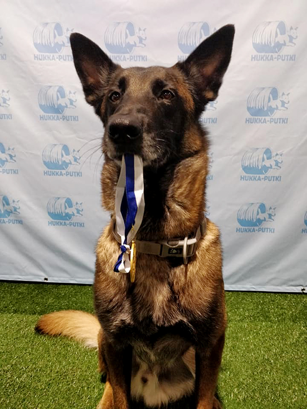 Kultamitali oli kahden hienon virheettömän radan tulos. Malinois Ham poseeraa ansaitusti. Kuva: Csilla Bakos