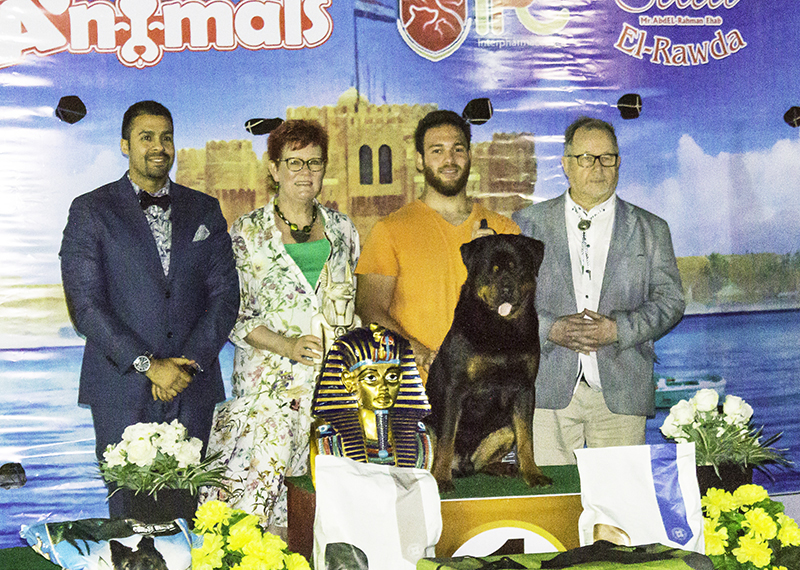 Rottweiler on yksi roduista, joiden pitäminen lemmikkinä vaatii nykyisin luvan Egyptissä. Kuva on Kairosta 2017.