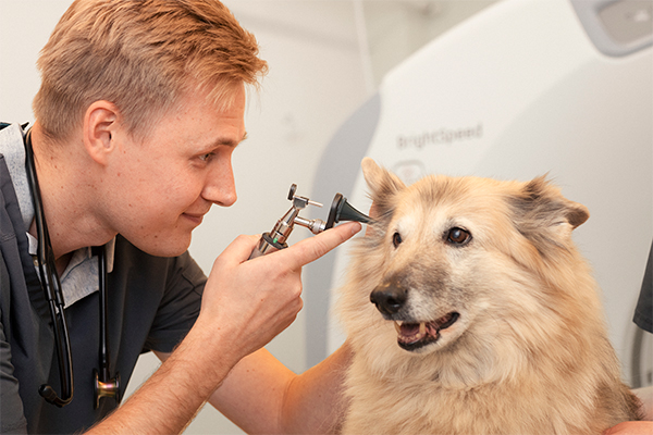 Olli Saalastin elämään kuuluu 14-vuotias monirotuinen Daisy. ”Sillä on dementiaan viittaavia oireita ja se nukkuu paljon, mutta toistaiseksi Daisyn tilanne on hyvä.” Kuva: Jouni Harala