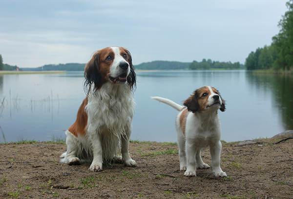 Kooikerhondje on kotoisin Alankomaista, FCI hyväksyi rodun virallisesti vuonna 1990. Rodun alkuperäinen käyttötarkoitus oli houkutella villisorsia.