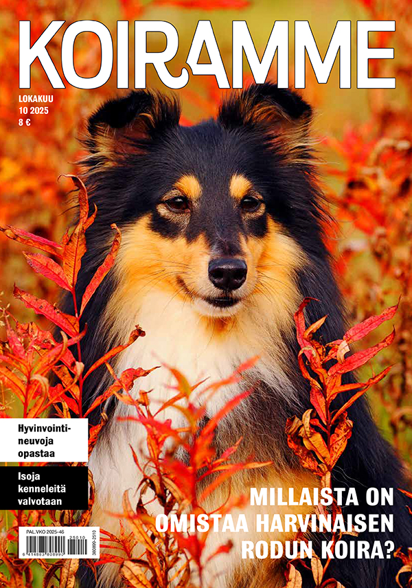 Koiramme lokakuussa 2025