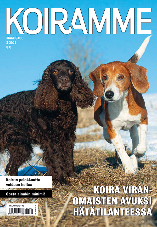 Koiramme maaliskuussa 2024