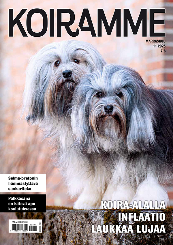 Koiramme marraskuussa 2023