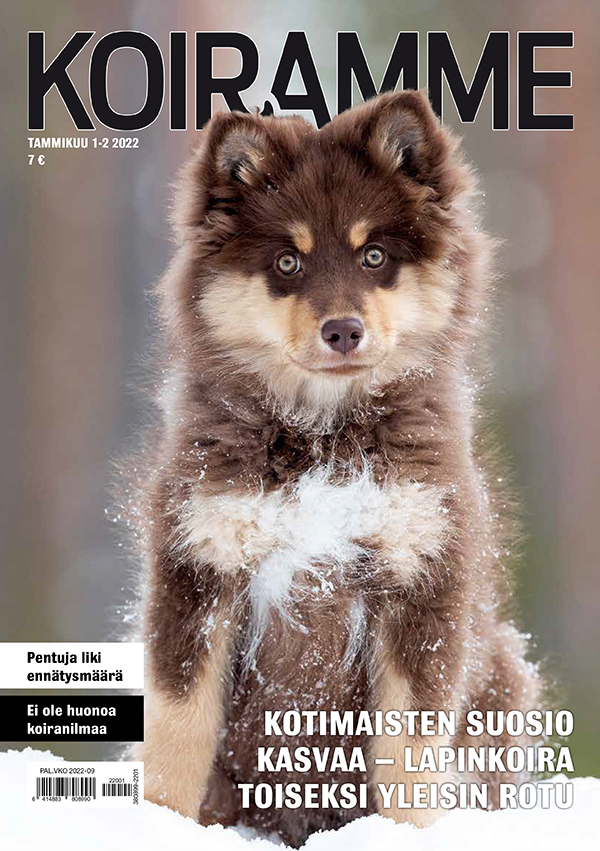 Koiramme tammi-helmikuussa 2022