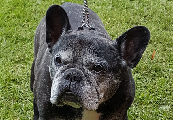 Eläinlääkäriliitto vaatii kolmen rodun, mm. ranskanbulldogin jalostukseen perustavanlaatuisia uudistuksia.