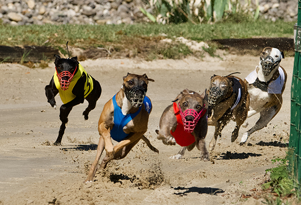 Pohjoismaissa ei vinttikoiraurheilussa voi lyödä vetoa. Suomessa on hevosten ravikilpailut ainoa eläinkilpailulaji, jossa sallitaan vedonlyönti.