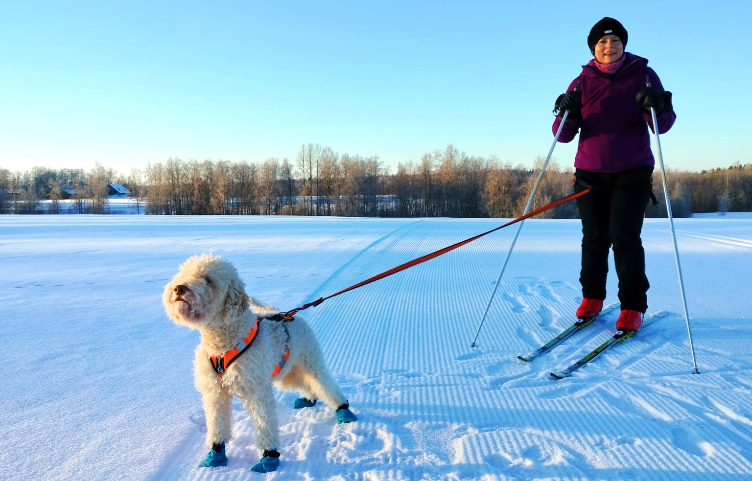 Hälvälään tehty koiralatu on pysynyt hyvässä kunnossa. Anu El Ghaouin lagotto romagnolo Primo odottaa jo lähtölupaa päivän lenkille. 