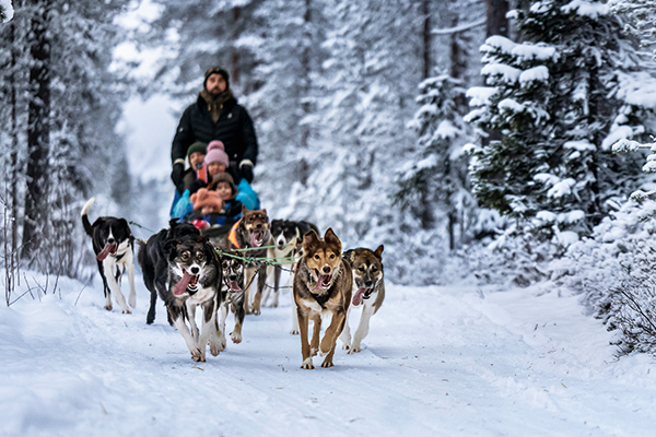 Jäisen sää vuoksi asiakkaita ei tänään päästetä ohjastajan paikalle. Valjakkoja ohjastavat Bearhillin työntekijät. Valjakkoja vetää yhdeksän huskya. 
