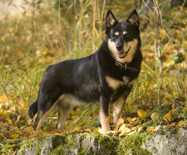 Lapinporokoira on korkeuttaan pitempi, selvästi ravaajatyyppinen rotu. Hyvässä porokoirassa ei ole mitään liioiteltua tai yliampuvaa. Kaikki on tarkoituksenmukaista karvapeitettä myöten.