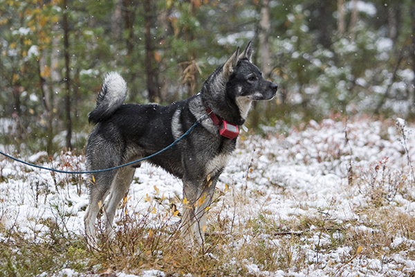 Koiran kanssa metsästävät ovat viikonlopun jälkeen väläytelleet jopa hirvijahdin keskeyttämistä. Lumikeleillä susien liikkeitä pystyttäisiin ennakoimaan ja koiria suojaamaan paremmin.