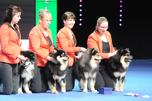 Sunnuntain Voittaja-näyttelyyn on ilmoitettu yli 6500 koiraa. Suomenlapinkoiria (kuvassa) nähdään 88.