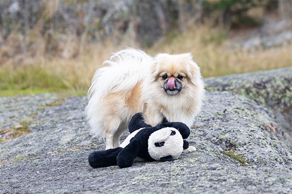 Heidi Lemmetyinen hankkii käytettyinä useimmat tiibetinspanieli Dannyn tarvikkeet. Niistä Dannylle rakkain on pandapehmolelu, jonka Heidi löysi kierrätyskeskuksesta eurolla. Kuva: Viivi Keinonen