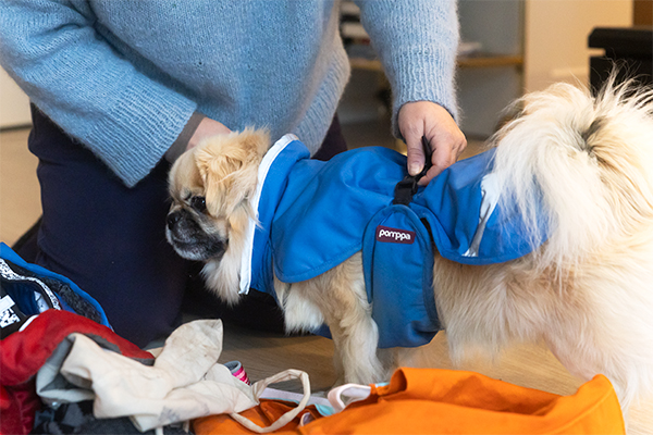 Tori.fi:ssä koiratarvikkeiden kauppa ylittää vuosittain miljoona euroa. Juuri nyt haetaan talvivaatteita- ja haalareita. Kuva: Viivi Keinonen