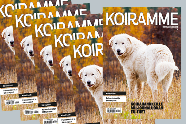 Marraskuun Koiramme kokonaisuudessaan verkossa