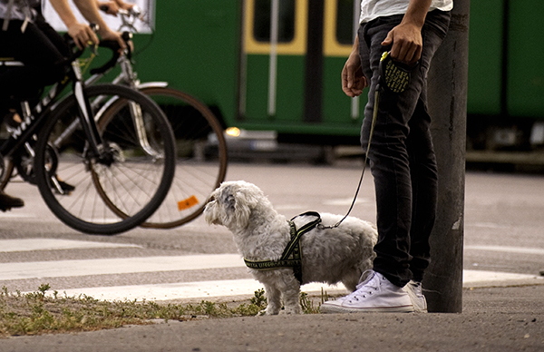 Suomessa ei ole rajoitettu ulkoilua korona-aikana. Monet koirat nauttivat saadessaan runsaasti liikuntaa.