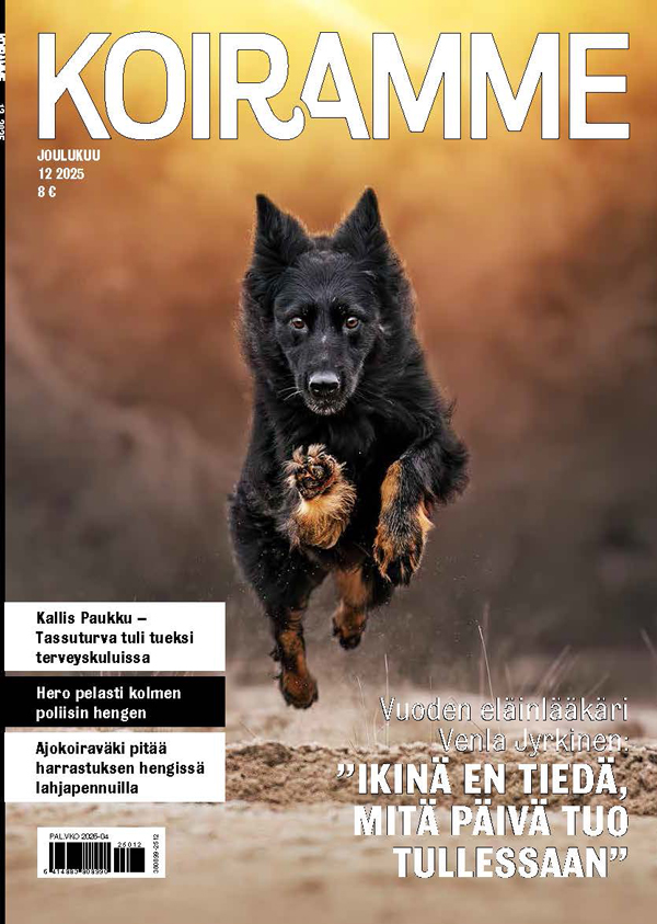 Koiramme joulukuussa 2025