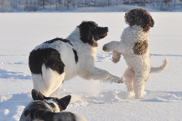 Eri koirarotujen käyttäytymistarpeet ja pito-olosuhteet vaihtelevat, mutta kaikki koirat tarvitsevat liikuntaa. Monet koirat nauttivat myös lajitoverien kanssa leikkimisestä. 