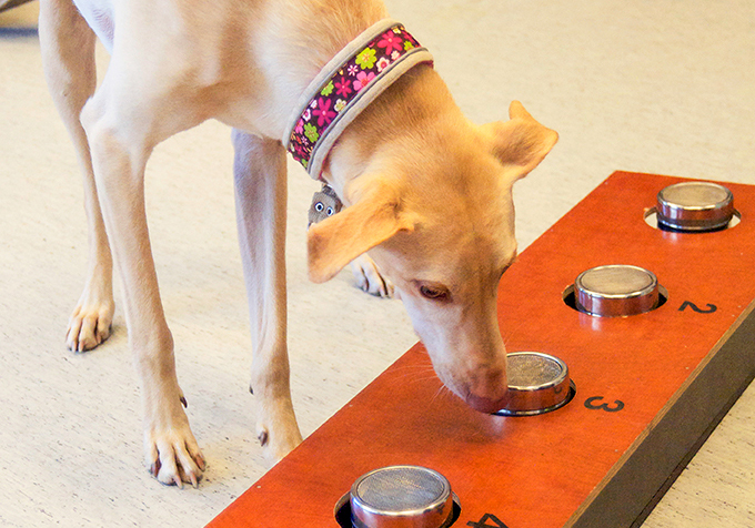 Kössi-koira on yksi lentokentälläkin koronatestauksiin osallistunut koira. 