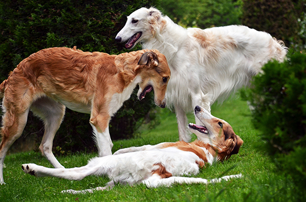 Borzoi tulee yleensä toimeen laumassa. Rodussa yhdistyy suuri ketteryys ja kestävyys. Maastojuoksu on harrastuksista suosituin. Jahtaustaipumus ei jää pelkille radoille, joten ulkoillessa borzoi saattaa lähteä jahtaamaan mitä tahansa liikkuvaa. 