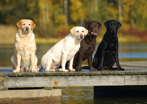 Ruskean labradorin keskimääräinen elinikä on tuoreen tutkimuksen mukaan hieman lyhempi kuin mustan ja vaalean samanrotuisen.