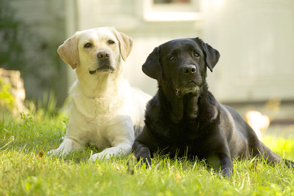 Labradorinnoutaja on Suomen ylivoimaisesti suosituin koirarotu.