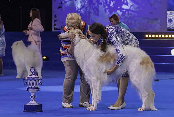 Venäjällä ei toistaiseksi saa 1.3.2022 alkaen järjestää mitään FCI:n myöntämää kansainvälistä koiranäyttelyä eikä -kilpailua. 