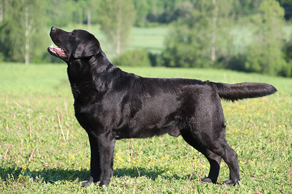 Labradorinnoutaja on vankkarakenteinen, tiivisrunkoinen ja toiminnanhaluinen koira, joka ei saa olla raskas tai ylipainoinen eikä vähääkään hyökkäävä tai arka.