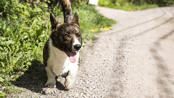 Welsh corgi Myly kuuli hiljaiset avunhuudot ja löysi pellolta kaatuneen, liikuntakyvyttömän naisen. Myly sai sankarikoiran arvon.