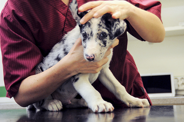 Pentujen eläinlääkäritarkastus ja sirutus kuuluvat vastuulliseen koiran kasvattamiseen.